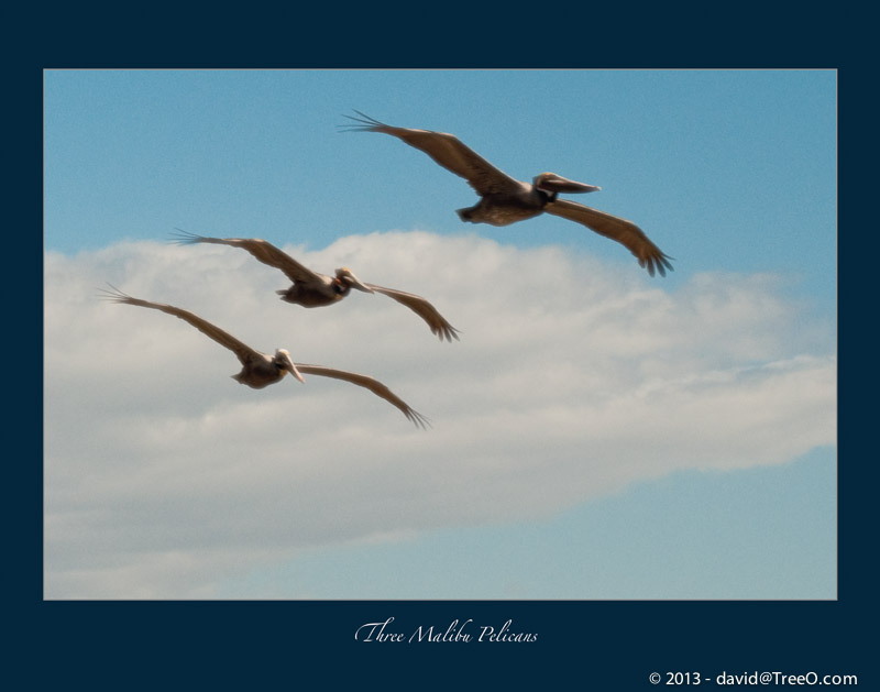 Three Malibu Pelicans