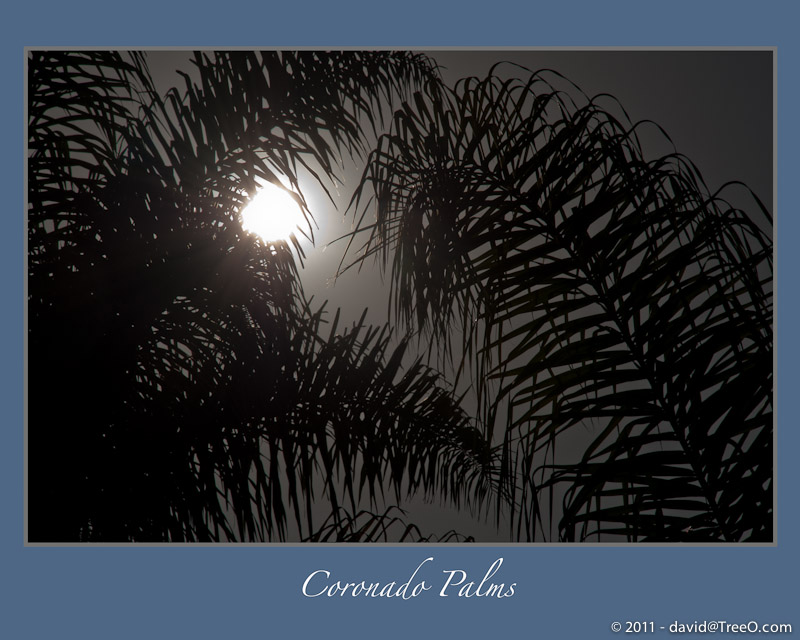 Coronado Palms - Coronado Island, San Diego California - April 21, 2009