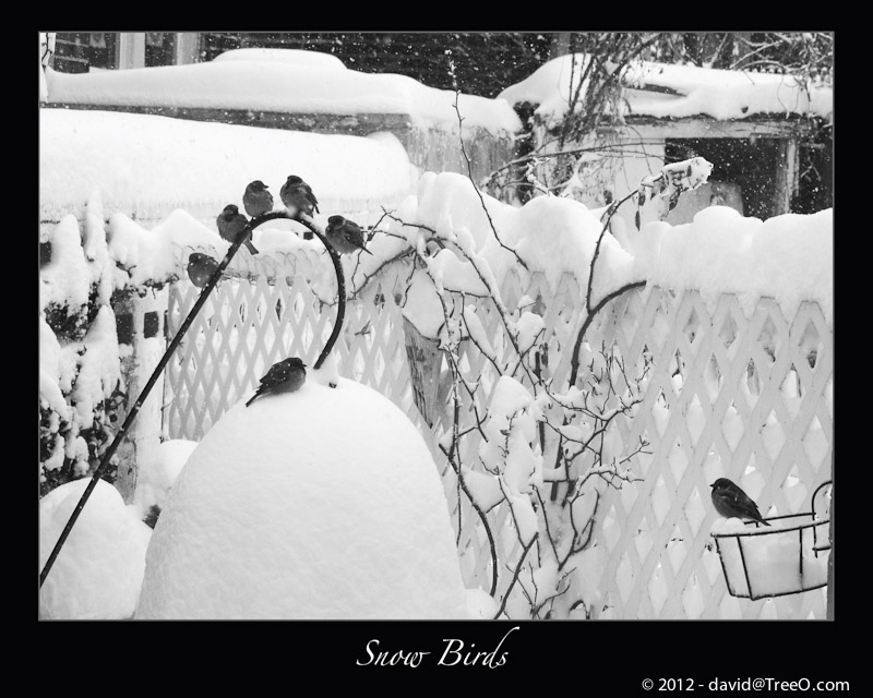 Snow Birds - Our Backyard, Philaelphia, Pennsylvania - February 12, 2006