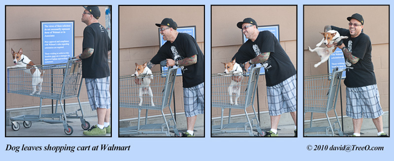 Dog leaves shopping cart at Walmart - San Diego, California - July 14, 2010