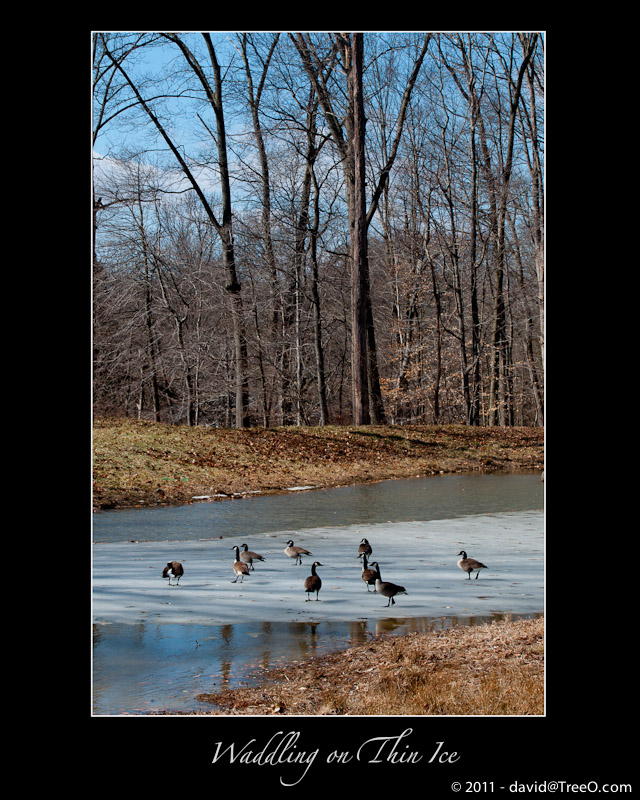 Waddling on Thin Ice - Wilmington, Delaware - February 19, 2011