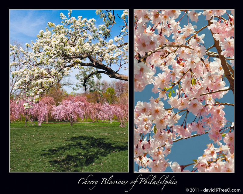 Cherry Blossoms of Philadelphia - Fairmount Park, Philadelphia - April 6, 2010