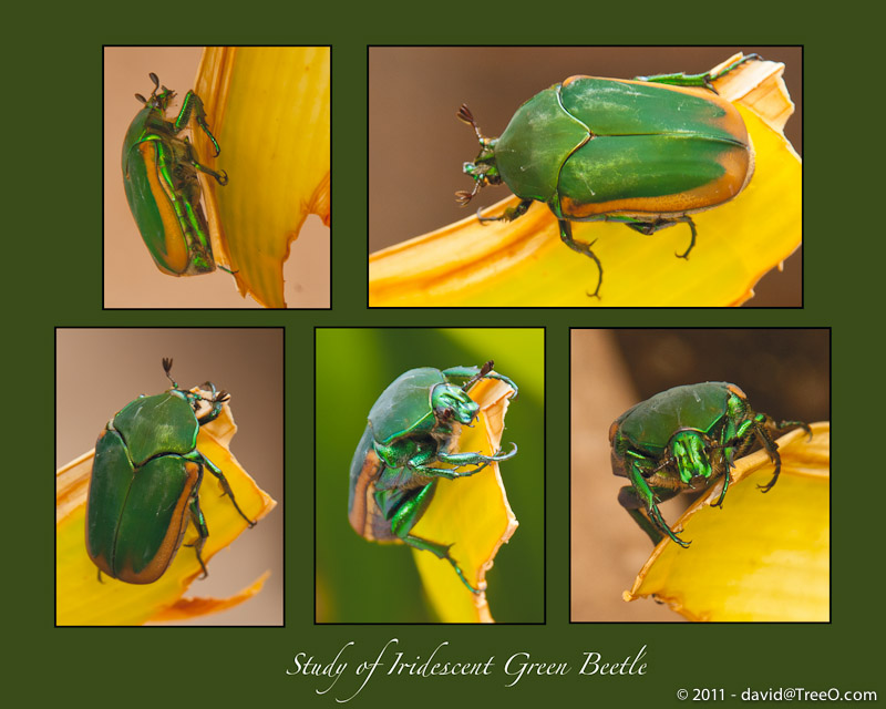 Study of Iridescent Green Beetle - Coronado Island, San Diego, California - September 8, 2010