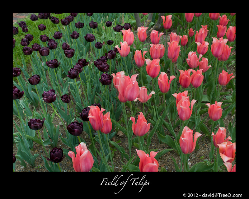 Field of Tulips - Peddler's Village, Pennsylvania - May 3, 2008