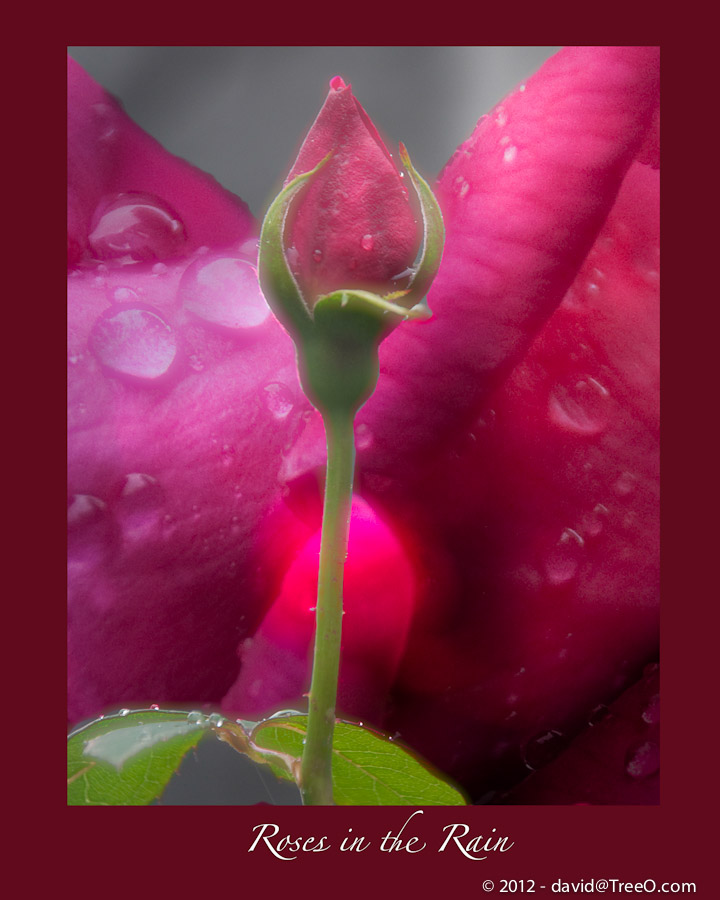 Roses in the Rain - Composite, my backyard, Philadelphia, Pennsylvania - May 3, 2010
