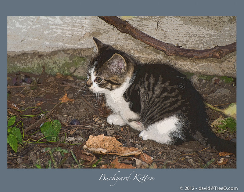Backyard Kitten - South Philly, Pennsylvania - October 18, 2008