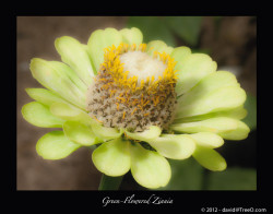 Green-Flowered Zinnia