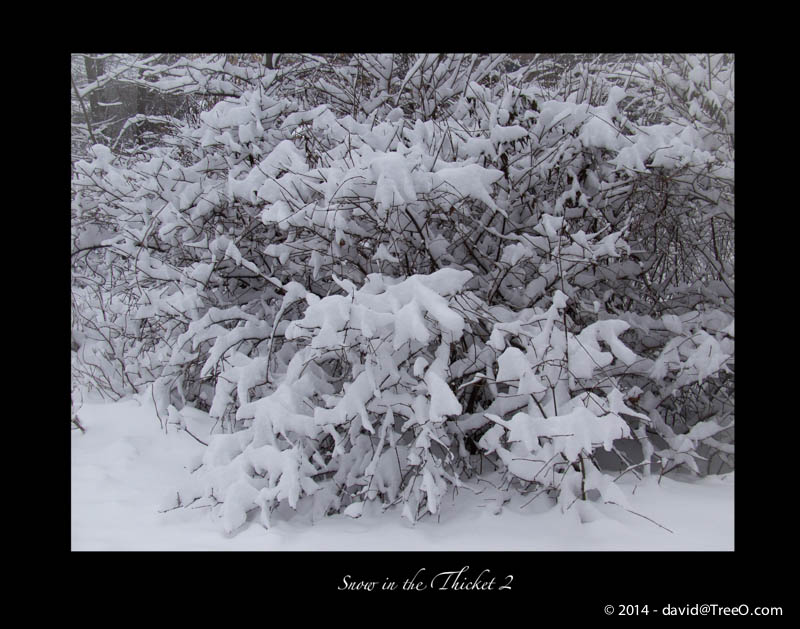 Snow in the Thicket 2