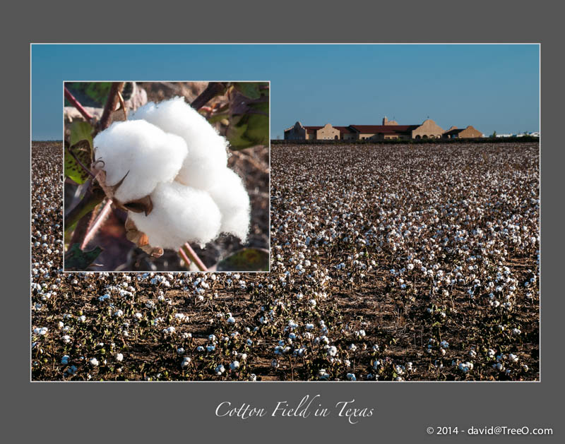 Cotton Field in Texas
