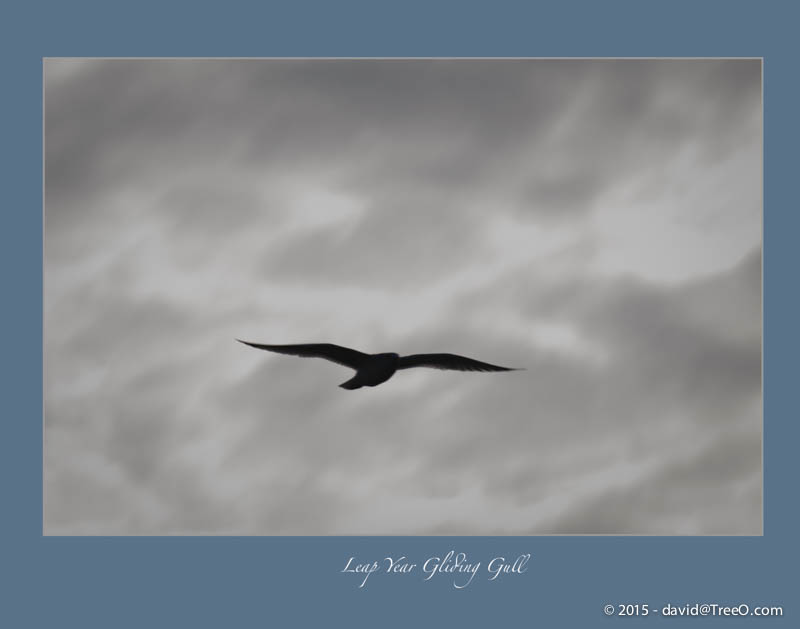 Leap Year Gliding Gull