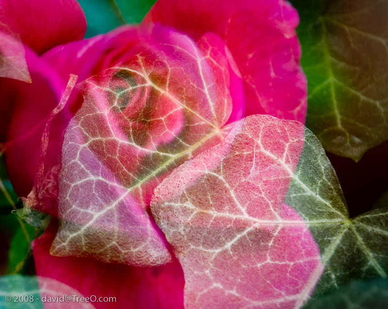 In-camera double exposure, backyard garden, South Philadephia - September 23, 2008