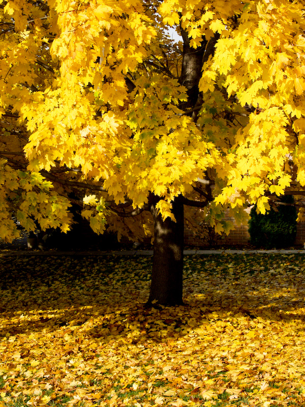 Autumn Yellow Bucks County, Pennsylvania