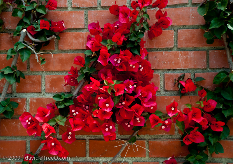 Red Booganvilla on Brick