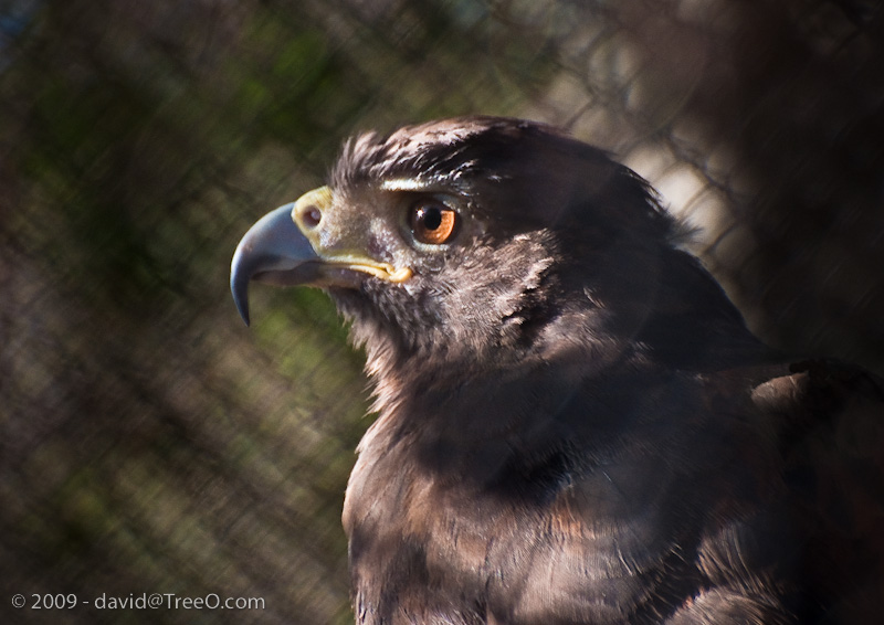 Hawk in Contemplation San Diego Wild Animal Park - August 6, 2009
