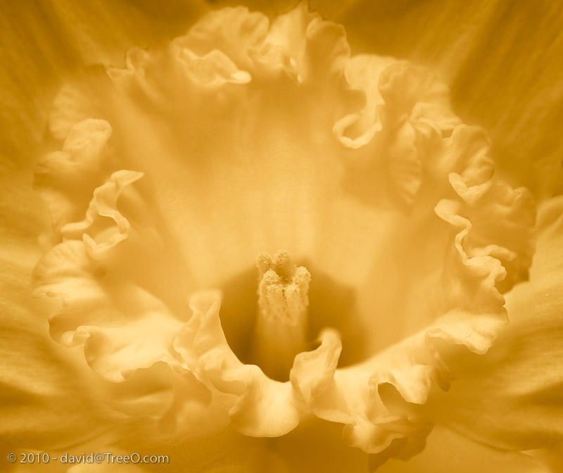 Heart of a Daffodil Tabletop, South Philadelphia, Pennsylvania - March 3, 2010