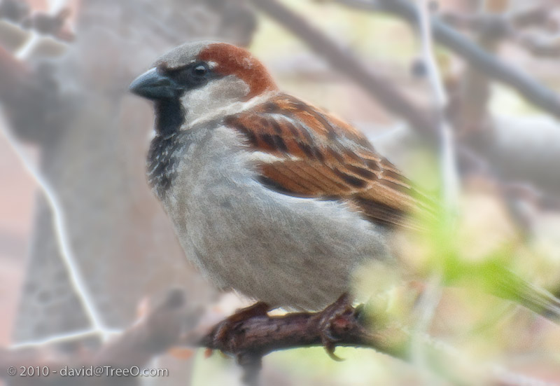 Sparrow Neighbor Sparrow Neighbor - Tree in front of my house, Philadelphia, Pennsylvania - March 28, 2010