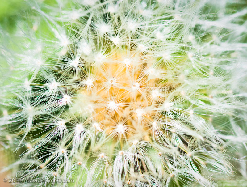 Heart of Dandelion Puff - Lancaster County, Pennsylvania- April 29, 2010