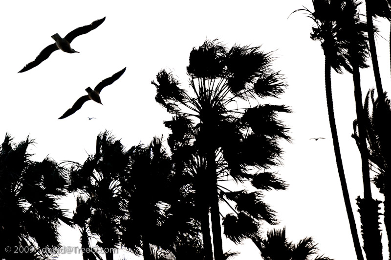 Gulls Over Palms - Santa Monica, California - June 4, 2009