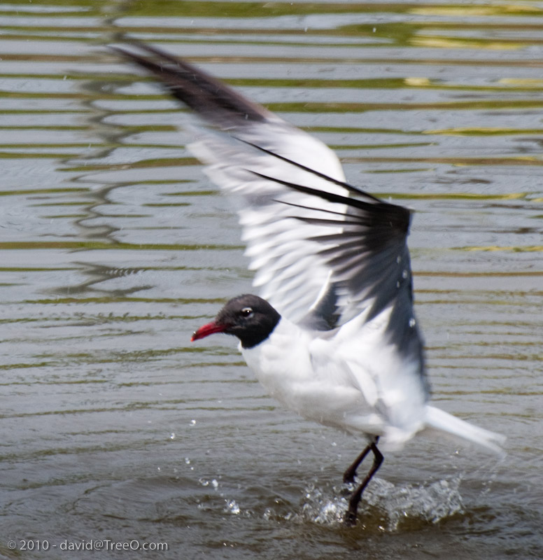 Black Headed Seagull - Ocean City, New Jersey - May 28, 2010