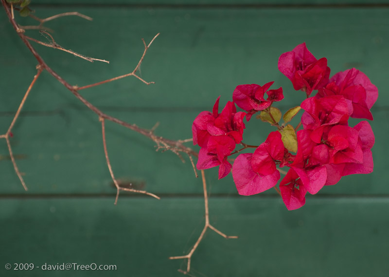 Azaleas on a Green Fence - Santa Monica, California - April 29, 2009