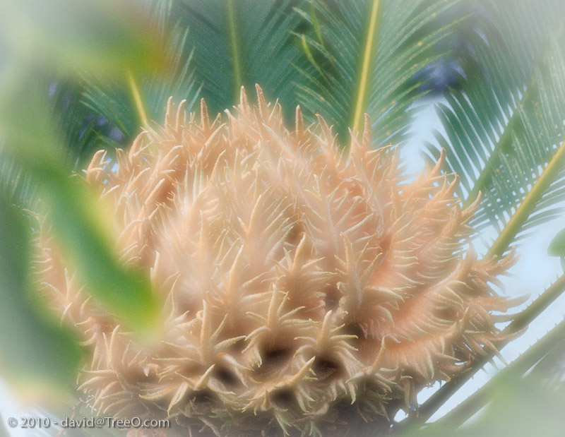 Heart of Palm - Hotel Del Coronado, San Diego, California - July 17, 2010