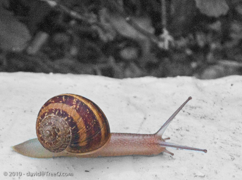 Snail at the Hotel Del - Hotel Del Coronado, San Diego, California - July 17, 2010