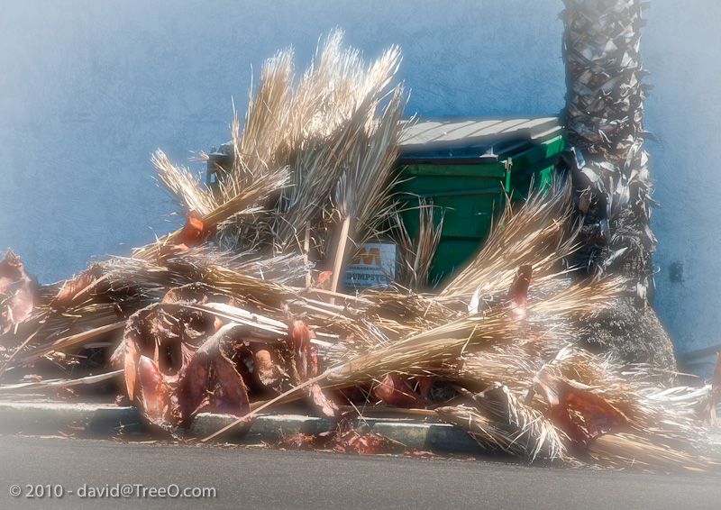 Dumpster Palms - San Diego, California - July 14, 2010