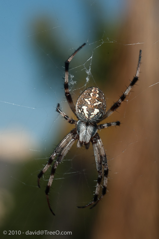 Spider in a Window - Coronado Island, San Diego, California - August 14, 2010