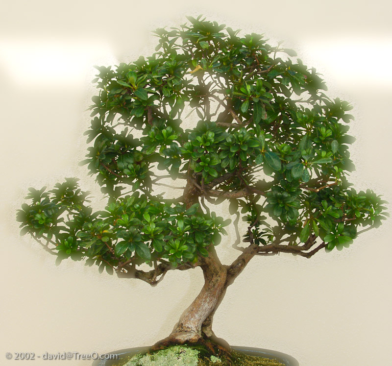 Bonsai Tree - Longwood Gardens, Pennsylvania - September 17, 2002