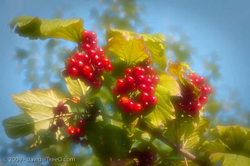 Berry Tree in Delaware Berry Tree in Delaware - Wilmington, Delaware - September 18, 2009