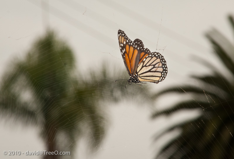 Butterfly in Trouble Butterfly in Trouble - Coronado Island, San Diego, California - September 8, 2010
