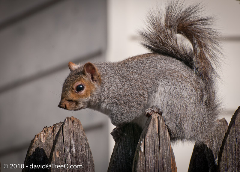Squirrel on Fence - Haddonfield, New Jersey - November 6, 2010