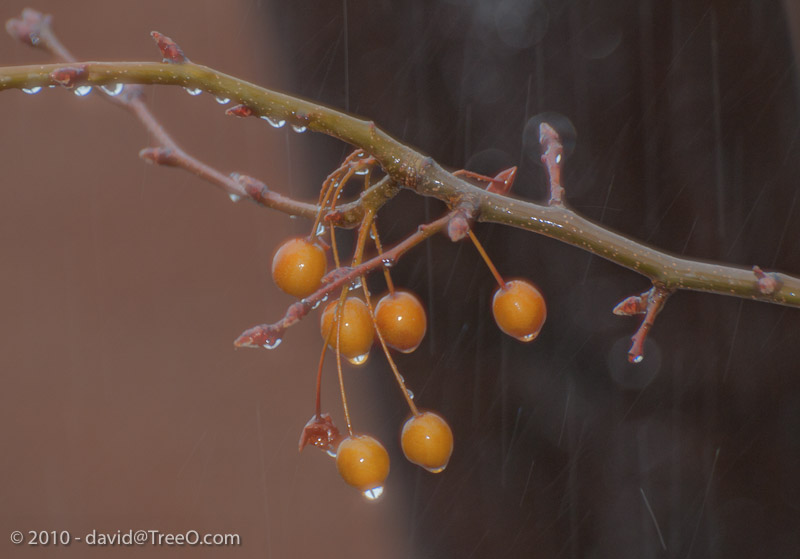 Rain Falling on Front Yard Tree - South Philadelphia, Pennsylvania - December 1, 2010