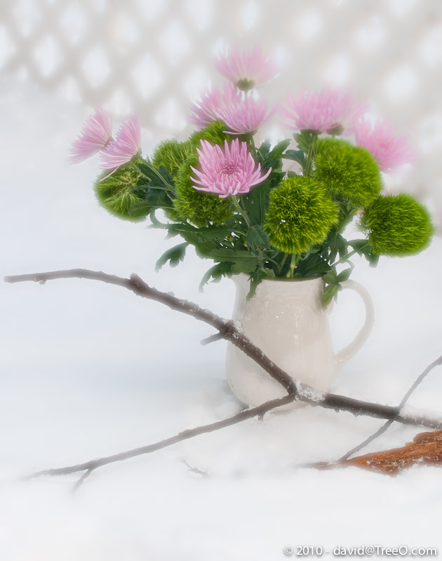 Flower Pitcher in the Snow - Philadelphia, Pennsylvania - January 14, 2011
