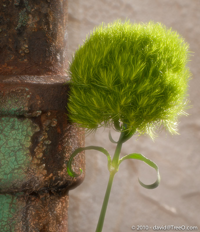 Green Trick with Pipe - Green Dianthus - Philadelphia, Pennsylvania - January 14, 2011
