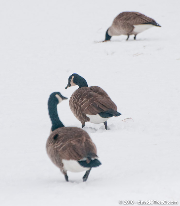 Looking for Food - Geese in the Snow - Bucks County, Pennsylvania - January 15, 2011