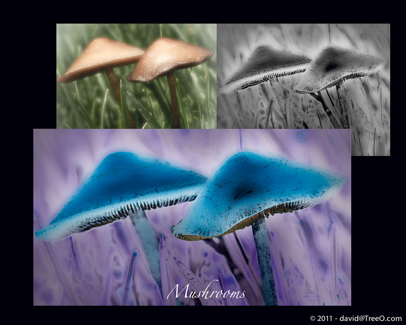 Magic Mushrooms - Montage - San Diego, California - July 11, 2010