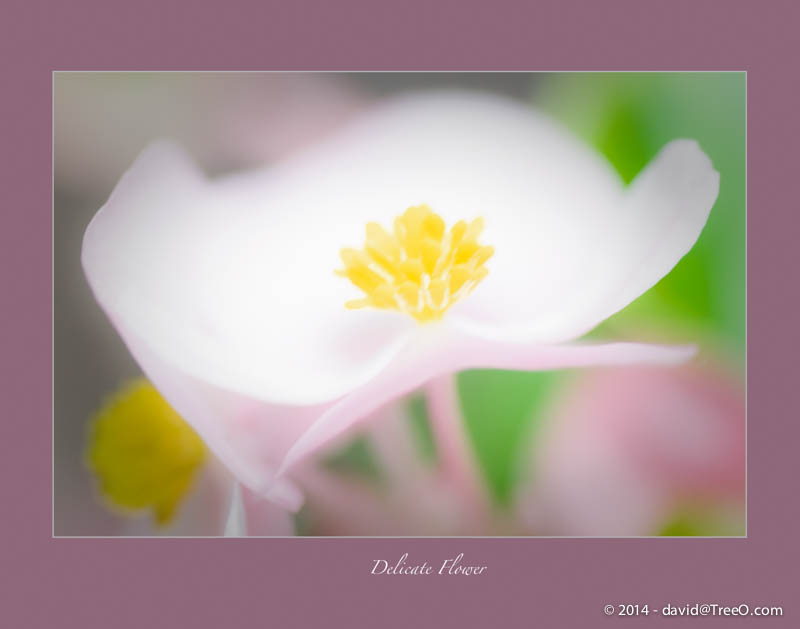 Delicate Flower