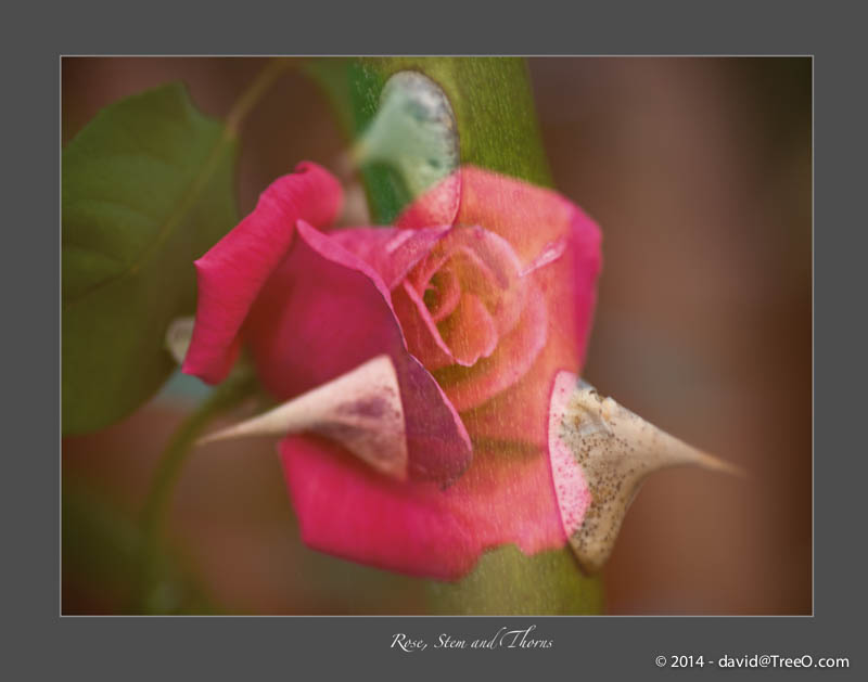 Rose, Stem and Thorns