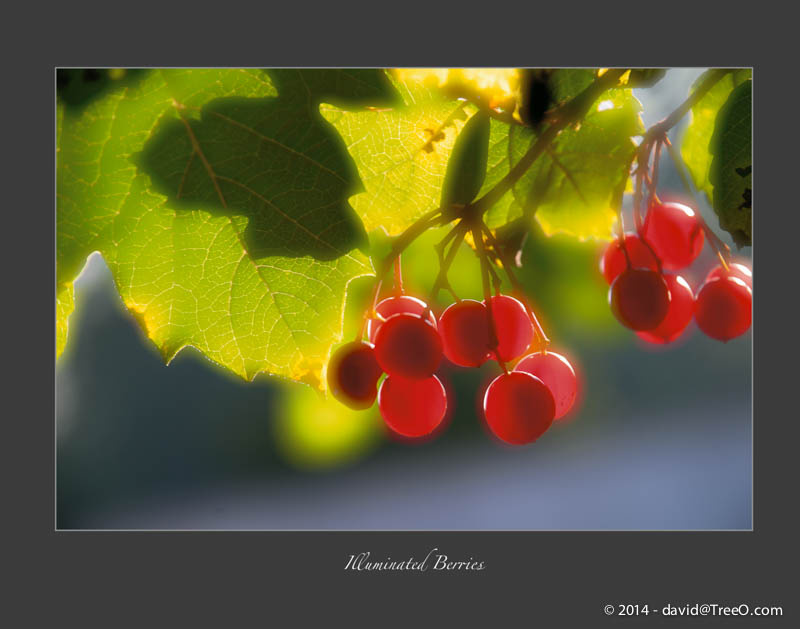 Illuminated Berries