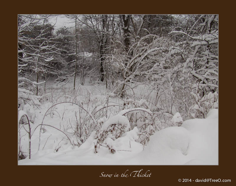 Snow in the Thicket
