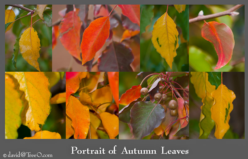 Portrait Of Autumn Leaves - Tree at 1206 Morris Street, Philadelphia, Pennsylvania - October 26, 2010