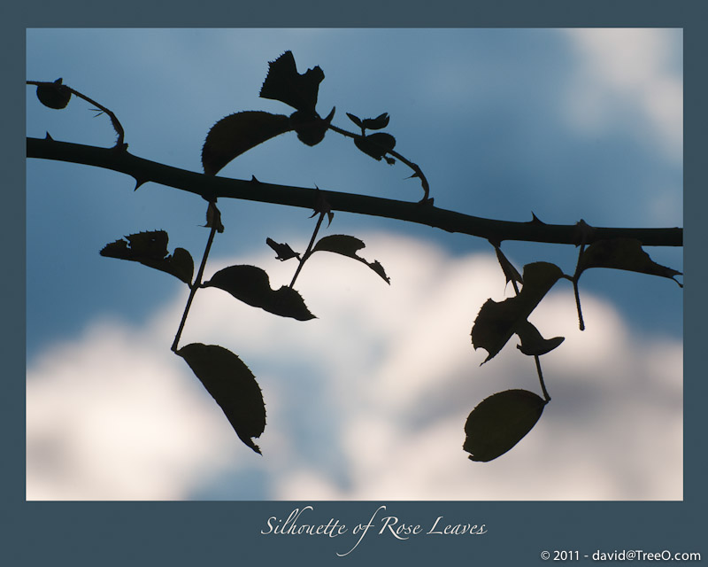 Silhouette of Rose Leaves - My Backyard, S. Philadelphia, Pennsylvania - November 5, 2010