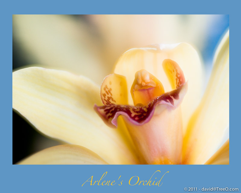 Arlene's Orchid - Philadelphia, Pennsylvania - April 15, 2010