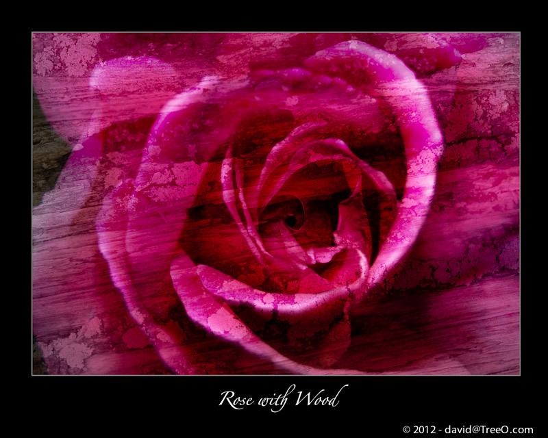 Rose with Wood - Philadelphia, Pennsylvania - May 18, 2007