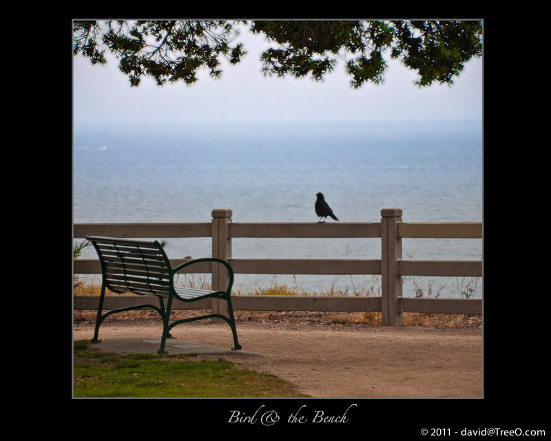 The Bird & the Bench - Santa Monica, California - May 30, 2009 - Overlooking the Pacific Ocean from the bluff at Palisades Park.