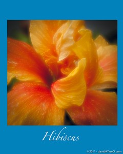 Hibiscus - Coronado Island, California - July 8, 2010
