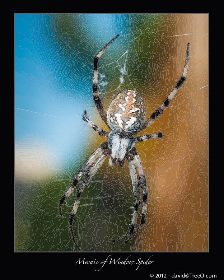 Mosaic of Window Spider - Coronado Island, San Diego, California - August 14, 2010