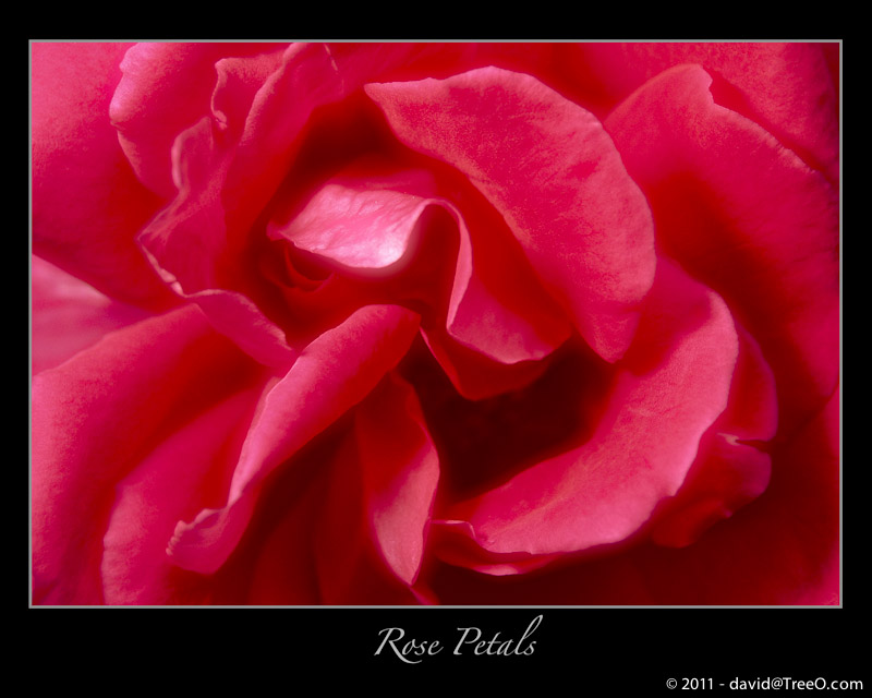 Rose Petals - South Philadelphia, Pennsylvania - May 18, 2007