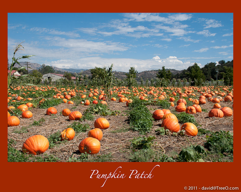 Pumpkin Patch - Bates Bros. Nut Farm, Valley Center, California - October 3, 2010